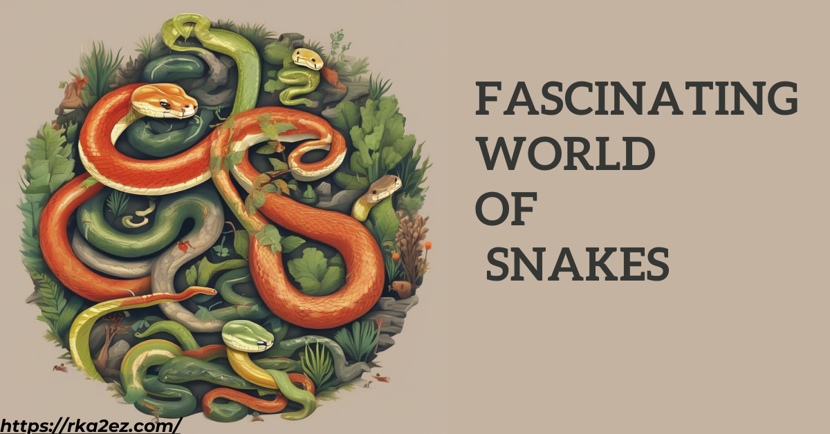 Fascinating World of Snakes: Nature's Slithering Wonders Snakes have intrigued and captivated humans for centuries. With their unique characteristics and diverse species, they hold a special place in the animal kingdom. In this article, we'll delve into the world of snakes, exploring their incredible adaptations, behaviors, and importance in the ecosystem. The Diversity of Snake Species Snakes belong to the reptile family and come in a vast array of species. From the tiny threadsnake to the massive reticulated python, these legless creatures exhibit a wide range of sizes, colors, and patterns, making them truly diverse. Unique Snake Characteristics Snakes are known for their distinct features. Their elongated bodies, covered in scales, provide flexibility and enable them to slither gracefully. While they lack limbs, they possess a specialized jaw that allows them to swallow prey whole. Behaviours and Adaptations Snakes have adapted to various environments, from deserts to rainforests. Some are excellent climbers, while others are expert burrowers. Many snakes are nocturnal, using their keen senses to hunt and navigate in the dark. Venomous vs. Non-Venomous Snakes Not all snakes are venomous, but some possess potent venom that aids in subduing prey. Venomous snakes are equipped with fangs and venom glands, while non-venomous snakes rely on constriction or other means to catch their food. Snake Habitats Snakes can be found on every continent except Antarctica. They inhabit a variety of environments, including forests, grasslands, swamps, and even urban areas. Each species has adapted to its specific habitat. Dietary Habits Snakes are carnivorous predators. Their diet primarily consists of rodents, birds, amphibians, and other small animals. Venomous snakes inject venom to immobilize their prey, while non-venomous snakes overpower their meals through constriction. The Ecosystem Role of Snakes Snakes play a crucial role in maintaining ecological balance. They help control pest populations by preying on rodents, which can be destructive to crops. Additionally, snakes serve as prey for various predators, contributing to the food web. Conservation Efforts Several snake species are facing threats such as habitat loss and illegal wildlife trade. Conservation efforts are essential to protect these fascinating creatures. Many organizations are working to raise awareness and implement conservation measures. Conclusion Snakes are truly amazing creatures, with a wide variety of species and incredible adaptations. They play a vital role in ecosystems by helping control pests and keeping everything in balance. It's important to acknowledge their significance and actively support their conservation. Sharing information about snakes can lead to a deeper understanding and a greater appreciation for these extraordinary animals.