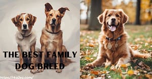 Read more about the article Choosing the Best Family Dog Breed: The Ultimate Guide for Kid-Friendly Companions